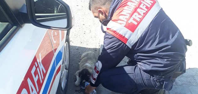 Konya’da jandarma ekipleri yavru köpeğe sahip çıktı