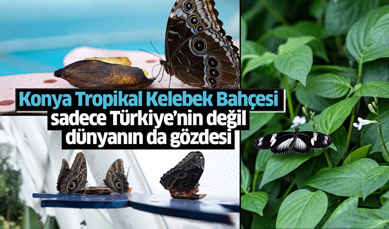 Konya Tropikal Kelebek Bahçesi sadece Türkiye'nin değil dünyanın da gözdesi 