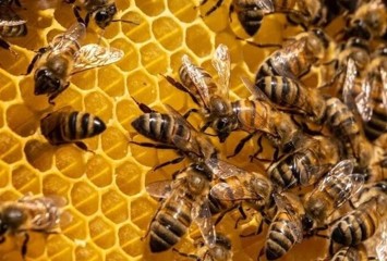 Arı sütü ve poleni gibi ürünlere katkı maddesi eklenemeyecek