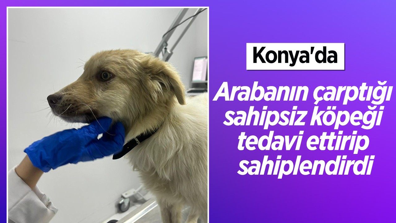 Konya’da araba köpeğe çarpmıştı! Yaralı sahipsiz köpeği tedavi ettirip sahiplendirdi