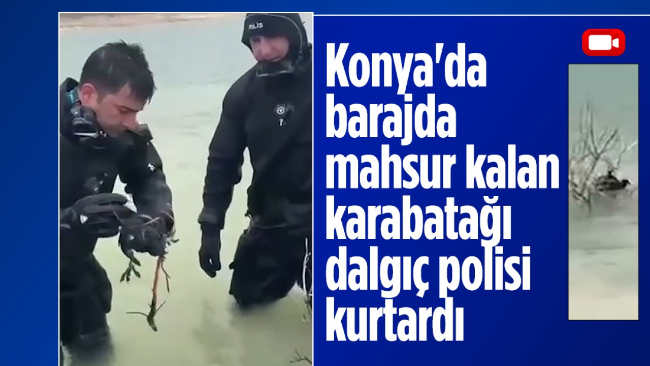 Konya'da barajda mahsur kalan karabatağı dalgıç polisi kurtardı